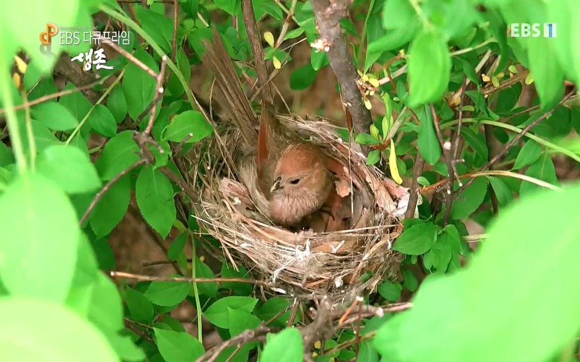 생존 3부_ EBS 다큐프라임_ 220629.avi_20220701_203509.771.jpg