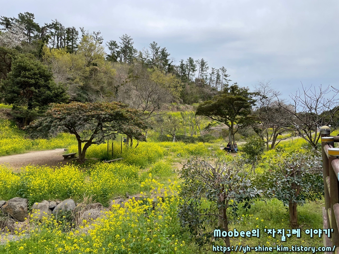 제주 엉덩물계곡 유채꽃