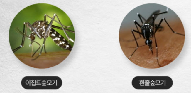 뎅기열 모기 종류