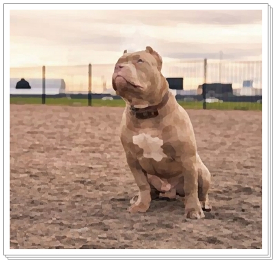  아메리칸불리(American bully) 품종 및 분양가격은?