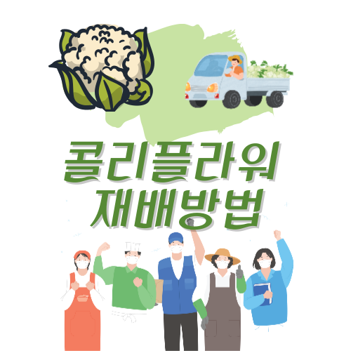 콜리플라워를 재배하는 방법 1