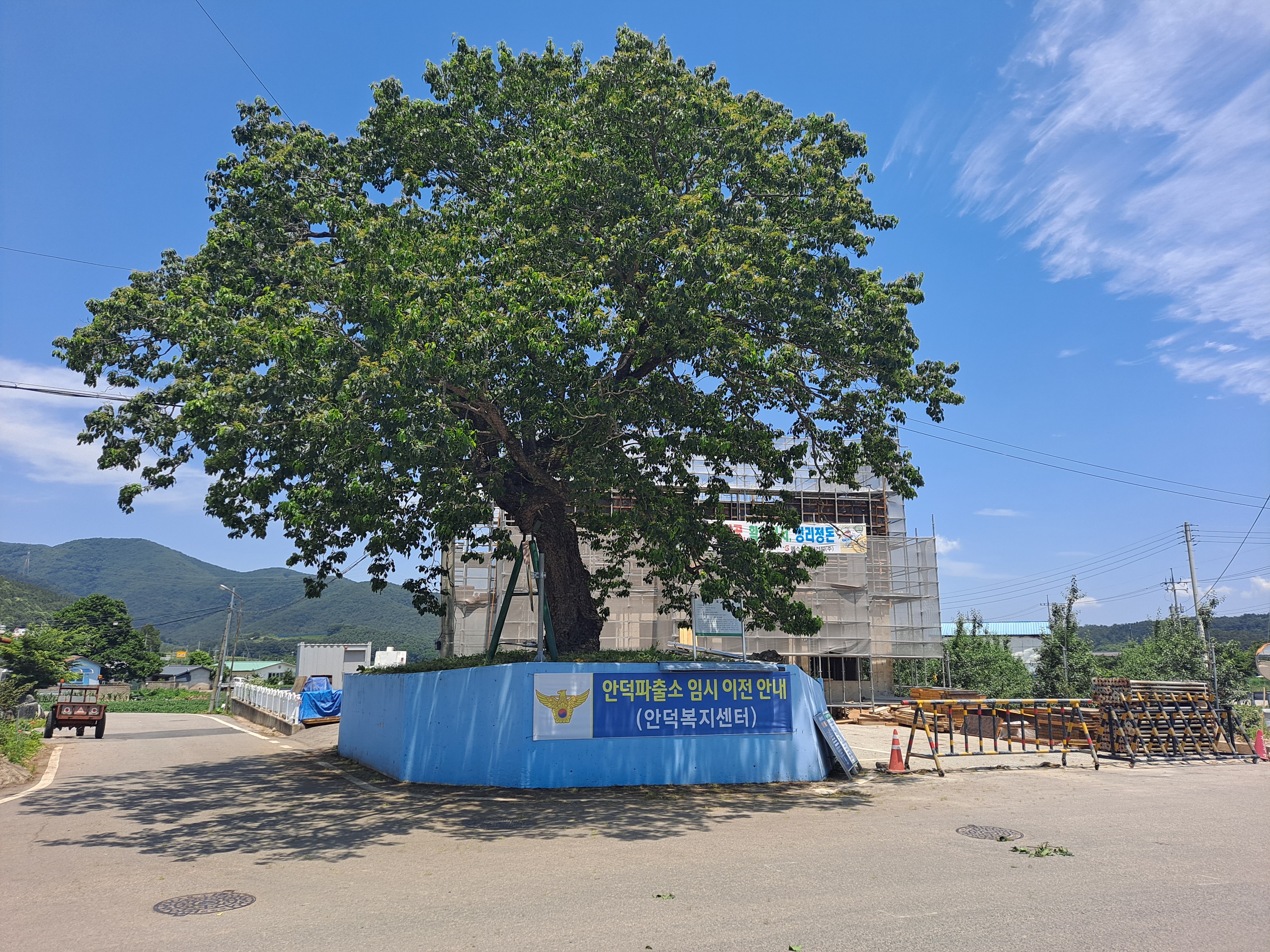  청송군 안덕면 명당리 말체나무