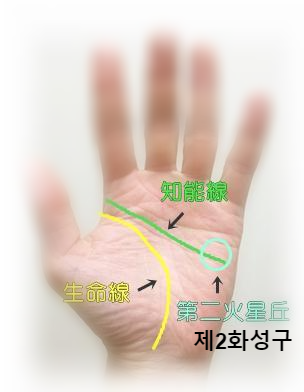  손금을 통해 성격이나 능력을 알아보자