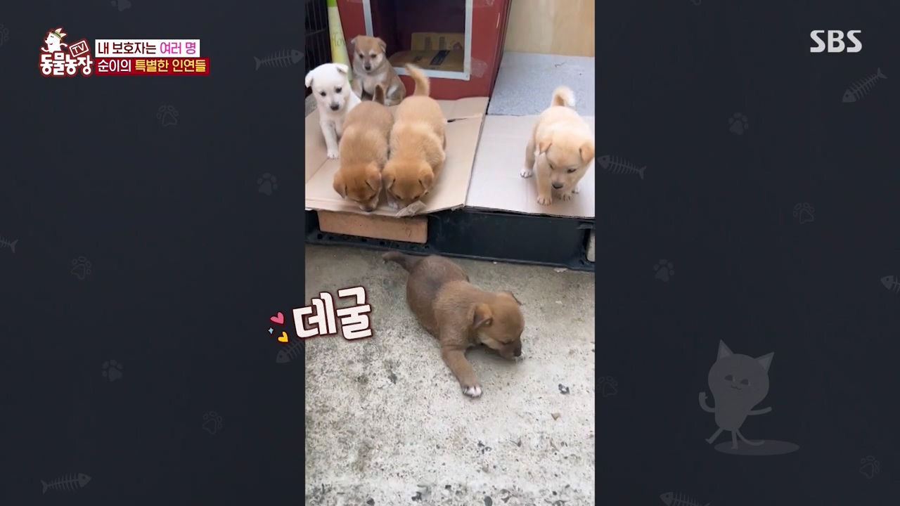 TV 동물농장.E1143.231030p-NEXT.mp4_20231029_162413.193.jpg