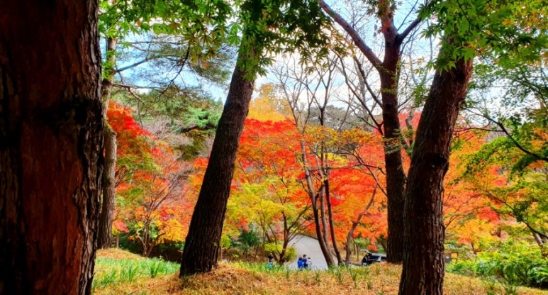 - 수덕사, 명상치유림길과 수암산의 가을 예산으로 볼거리, 단풍여행 27