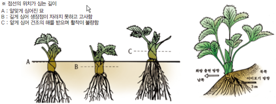 딸기 모종 아주심기