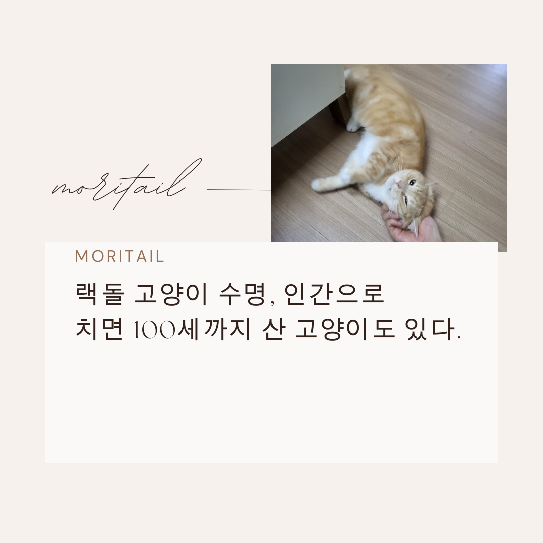 랙돌 고양이 수명, 인간으로 치면 100세까지 산 고양이도 있다.