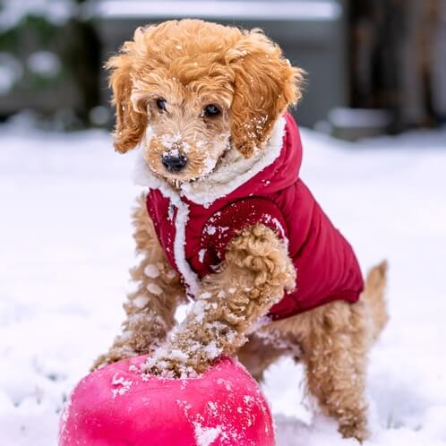 눈이 온 야외에서 핑크색 고무공을 가지고 놀고 있는 빨간 패딩 조끼를 입은 강아지