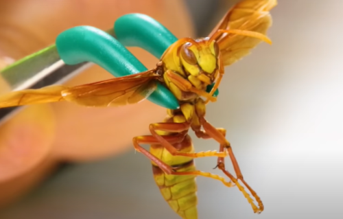 코요테피터슨-곤충-쏘이는-영상-집행자말벌