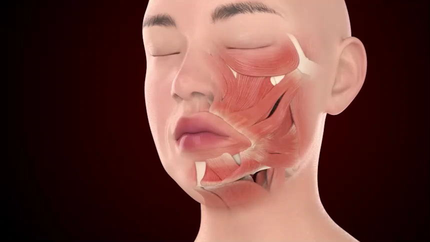 facial muscles