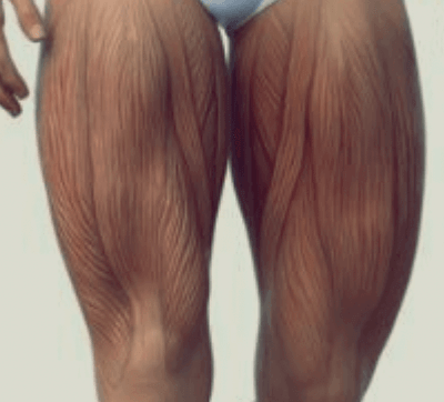 허벅지-근육-상세그림