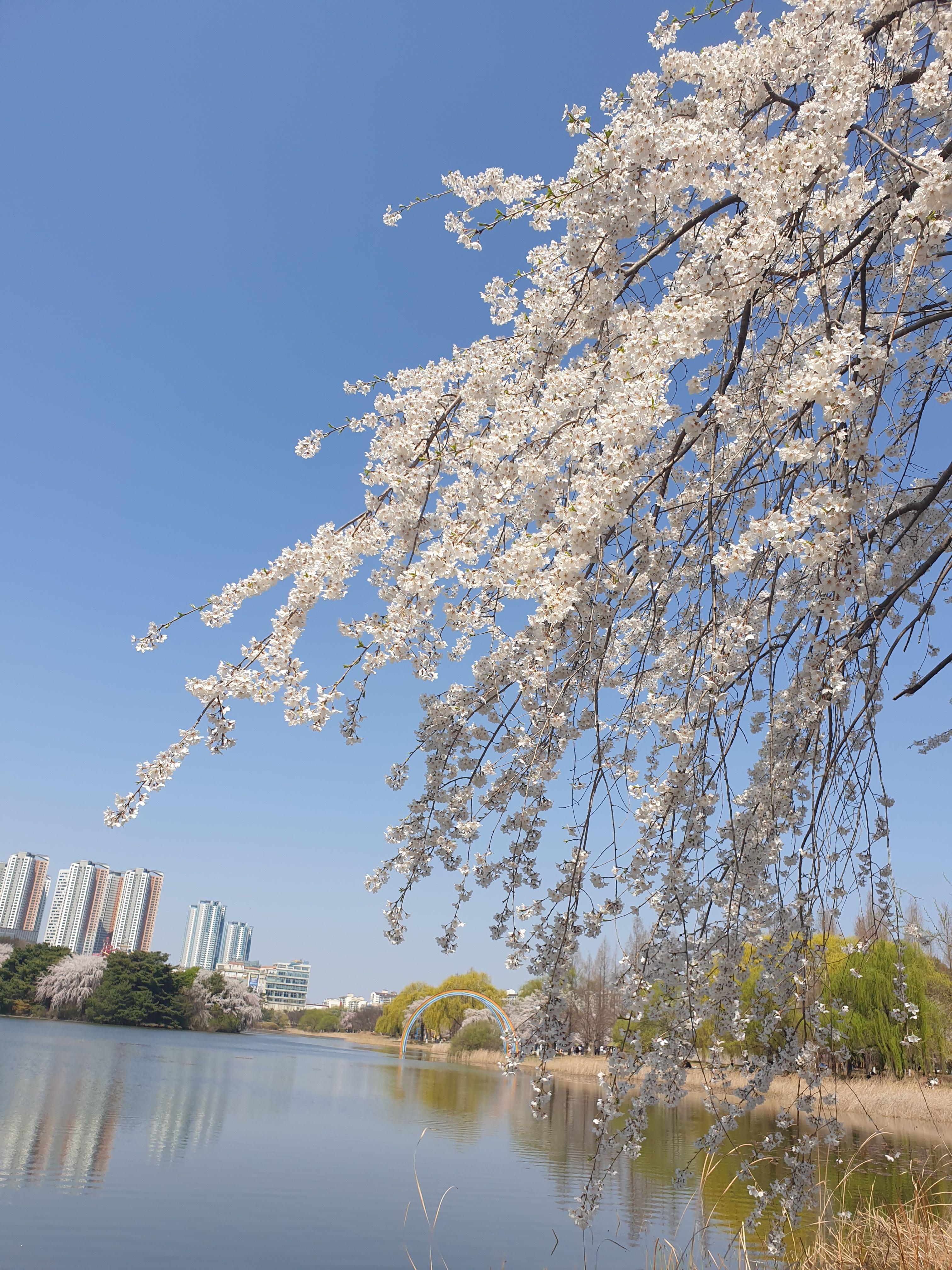 강 옆 수양 벚꽃이 활짝 피어 가지를 늘어뜨리고 있다