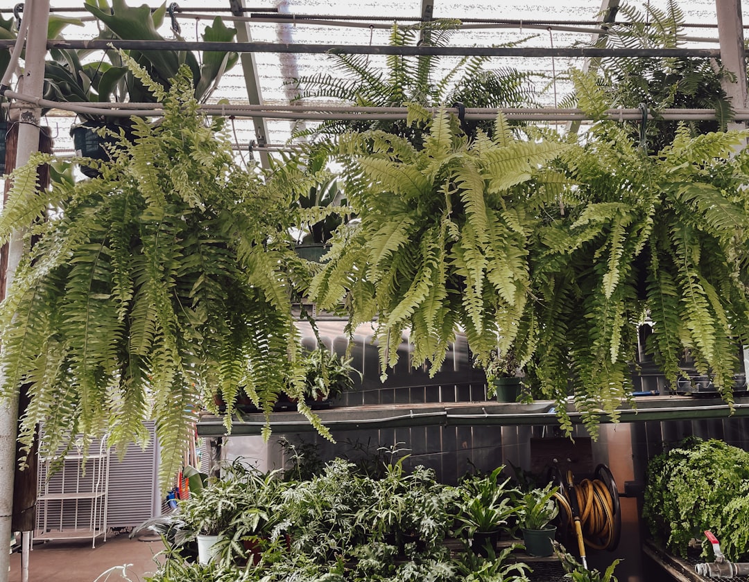 Hydroponics