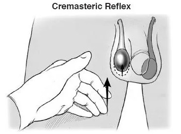 cremasteric reflex