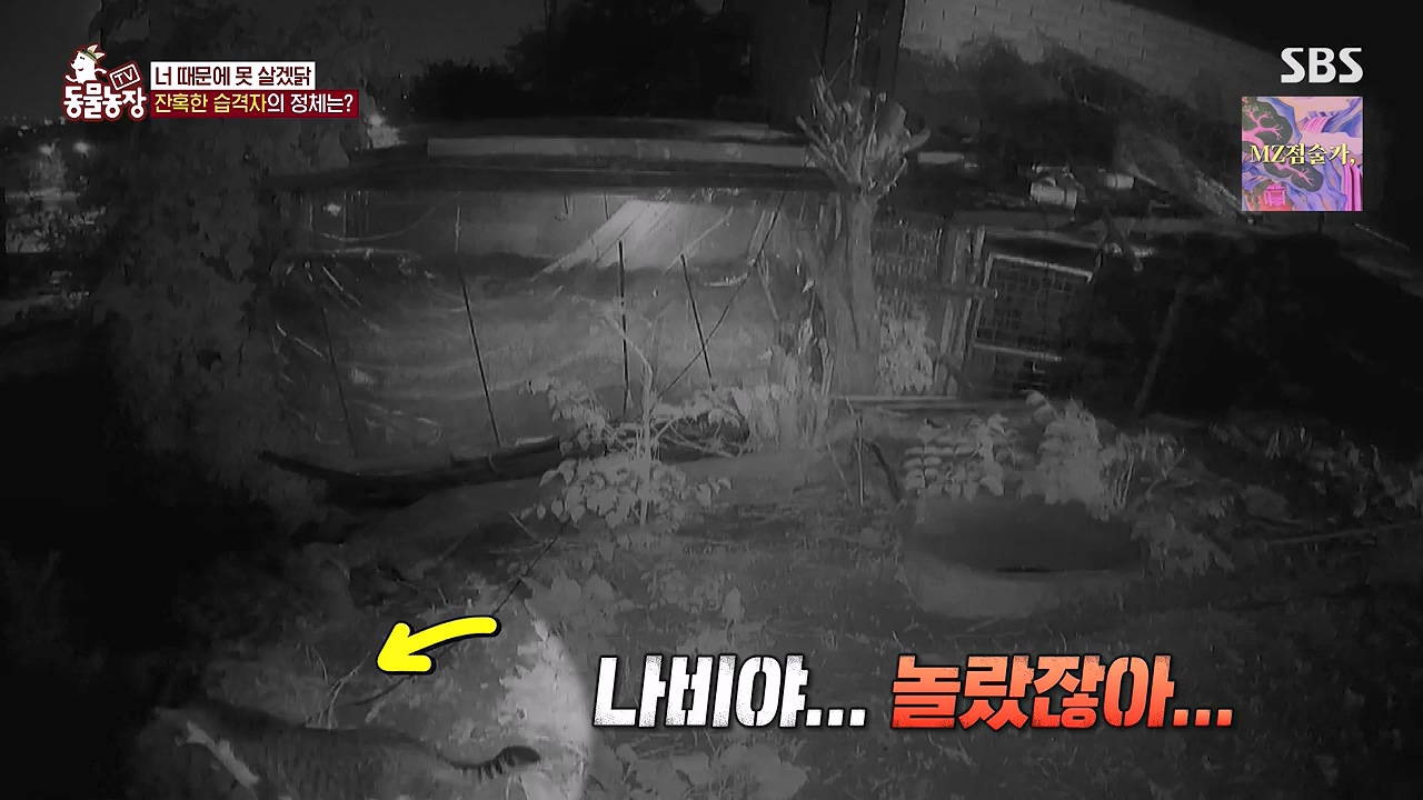 TV 동물농장.E1176.240617p-NEXT.mp4_20240616_171025.654.jpg