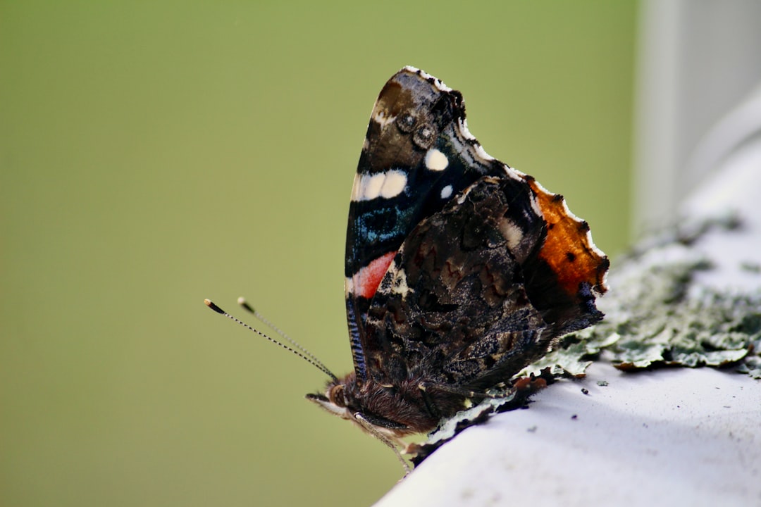Admiral