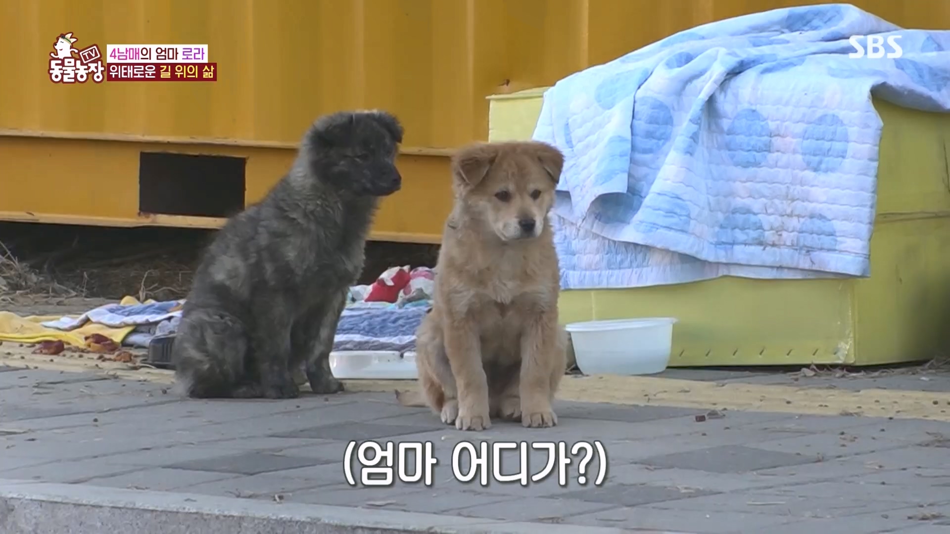 TV 동물농장.E1160.240225p.H264-F1RST.mp4_20240225_165120.461.jpg