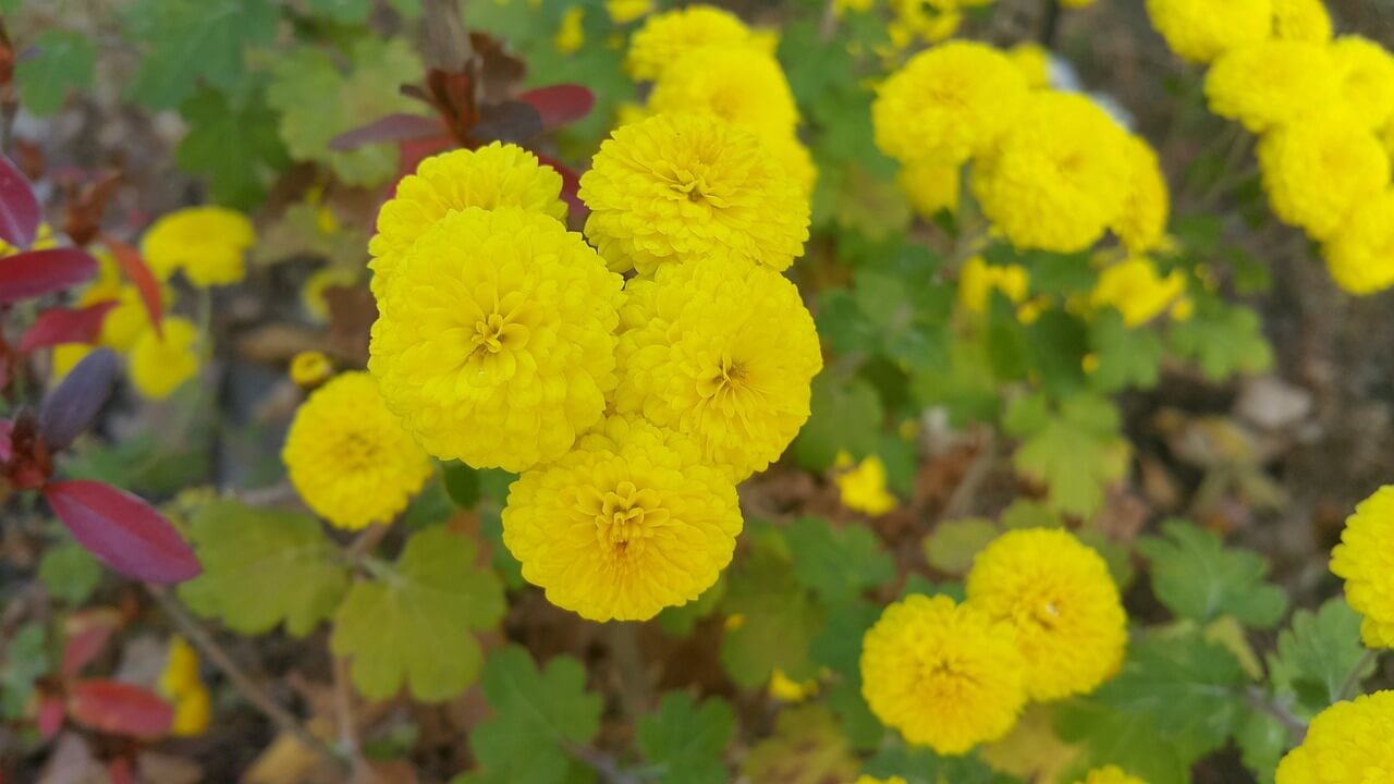 전국 가을 축제 추천
