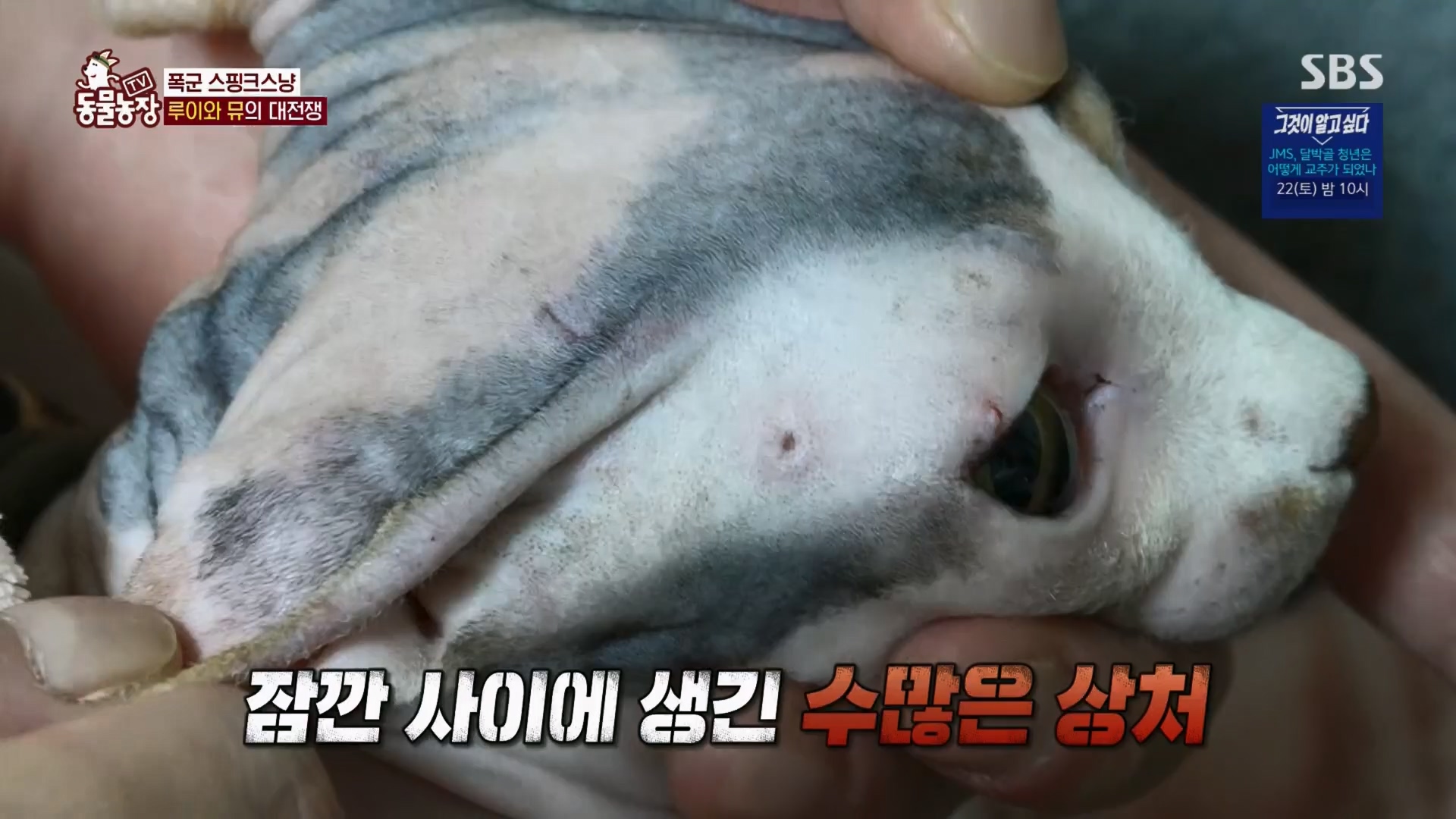 TV 동물농장.E1116.230416p.H264-F1RST.mp4_20230418_194207.255.jpg