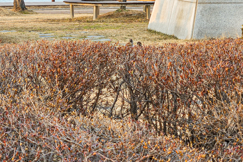 속초 여행 청초호 유원지 풀밭 참새