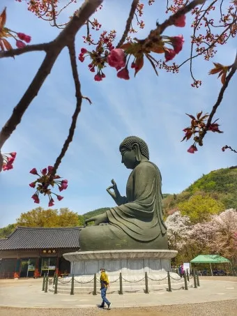 전국 겹벚꽃 명소 베스트 10 관광지_10