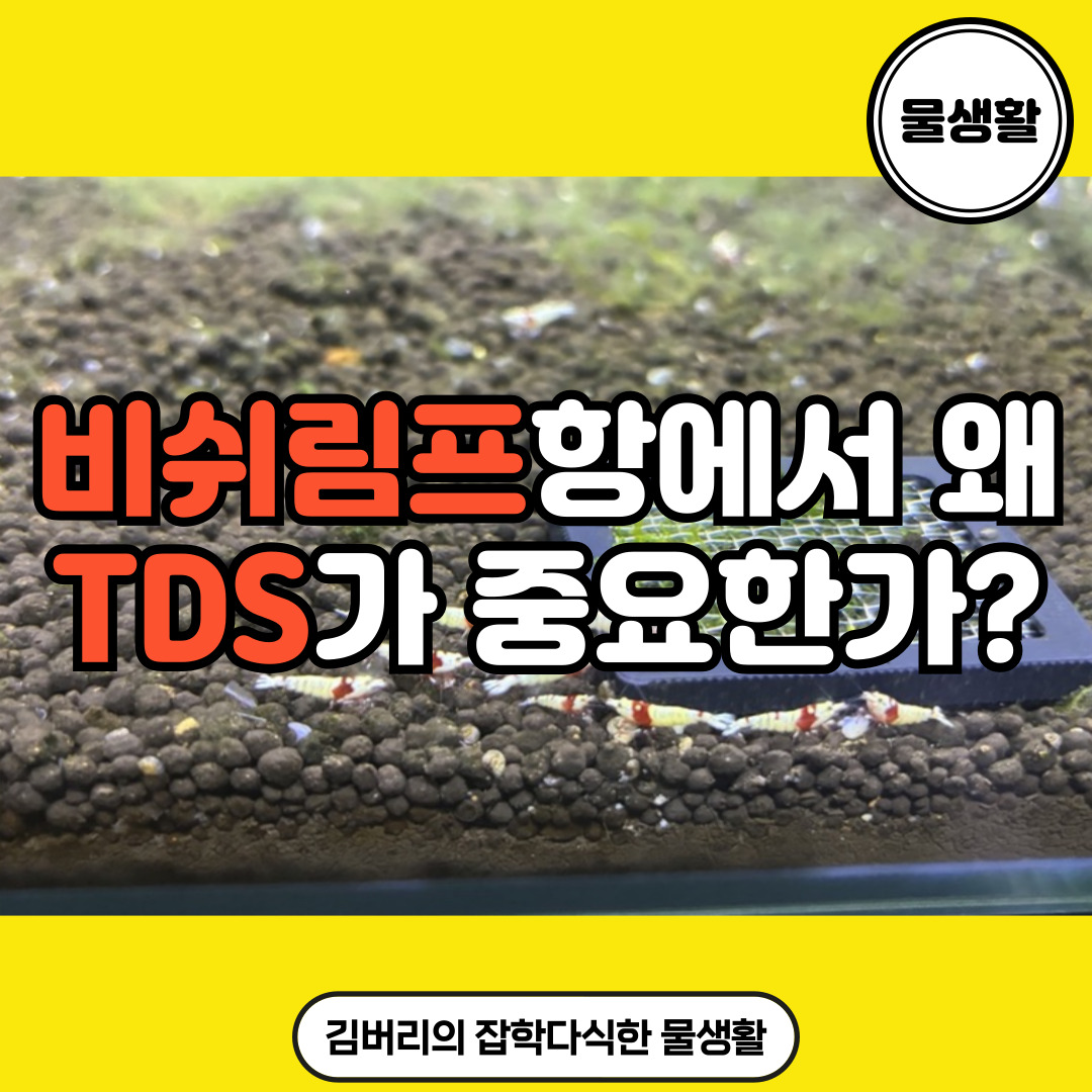 비쉬림프항에서 TDS를 신경쓰는 이유