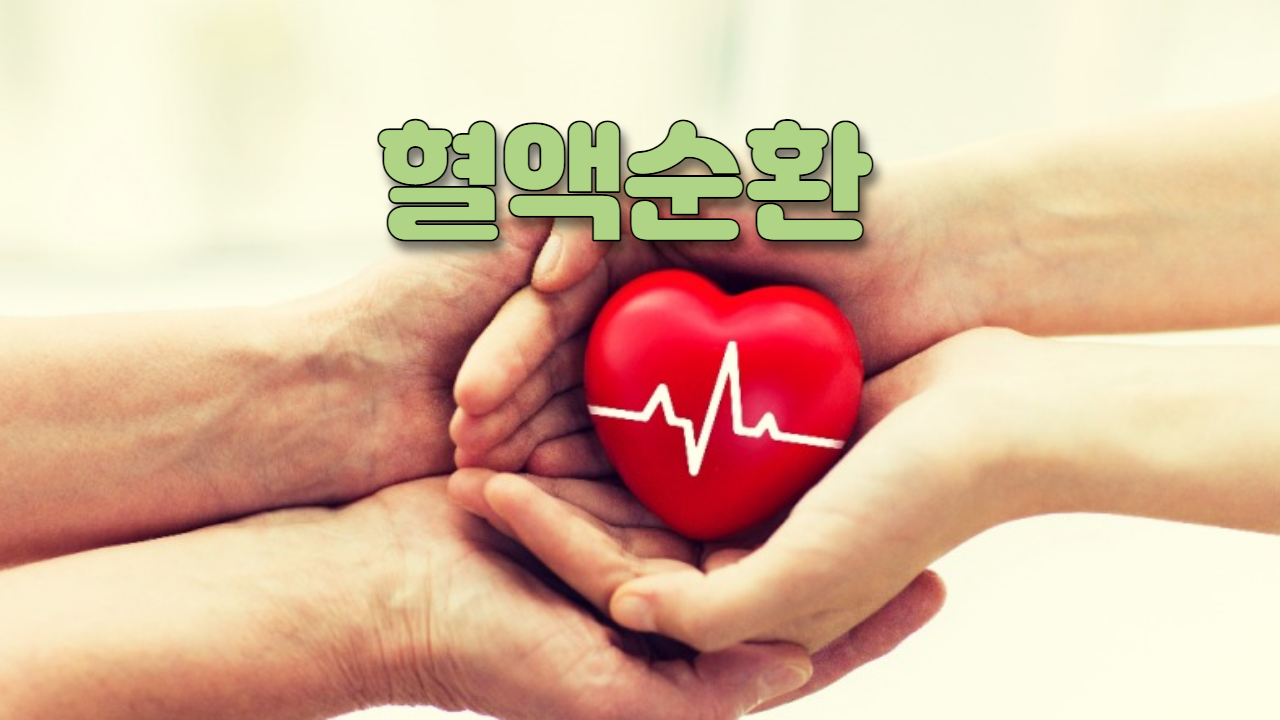  혈액 순환