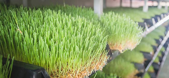 보리싹 싹의 7가지 효능과 부작용 29