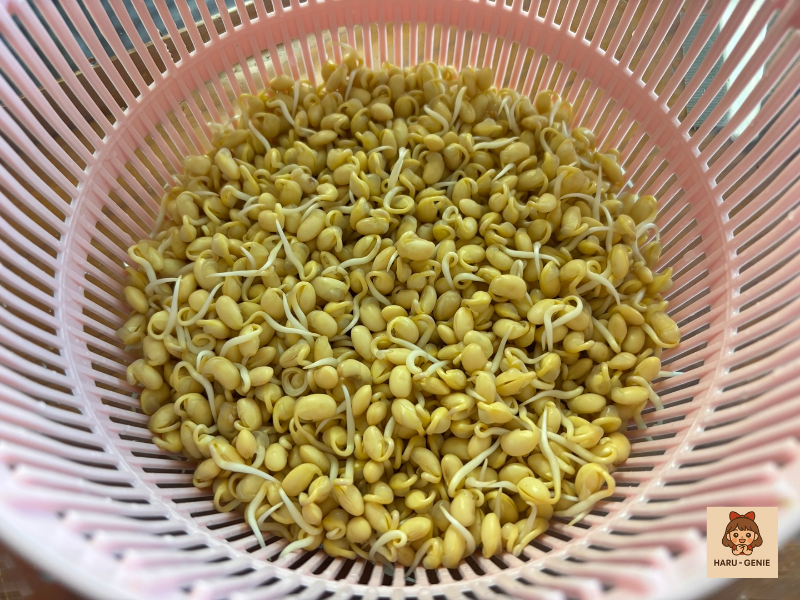 콩나물키우기 2일차 뿌리돋은 콩나물콩Day 2 soybean sprouts with visible root growth