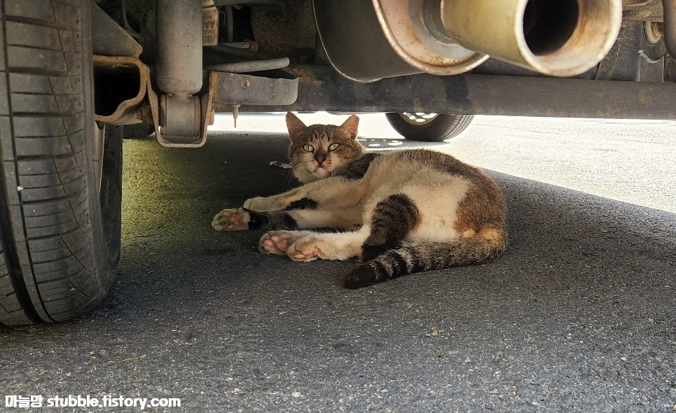 차밑에서 자다가 깬 고양이가 사진찍는 사람이 있는 방향을 고개를 들어 쳐다보고 있다.