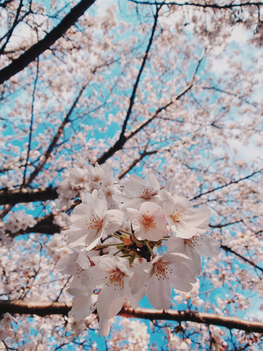 여의도 윤중로