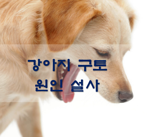  강아지 구토 원인 설사