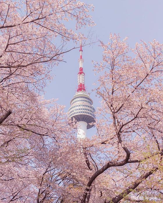 벚꽃