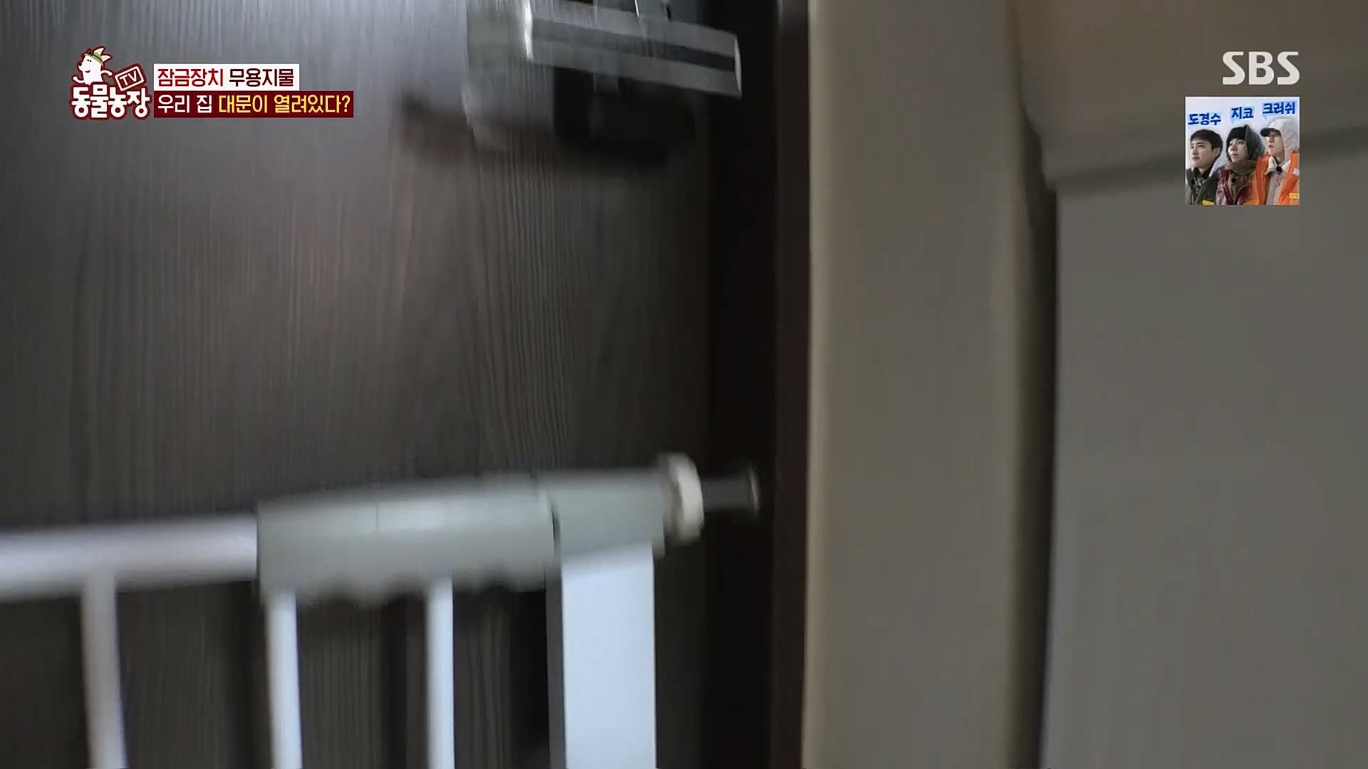 TV 동물농장.E1109.230226p.H264-F1RST.mp4_20230226_161910.363.jpg
