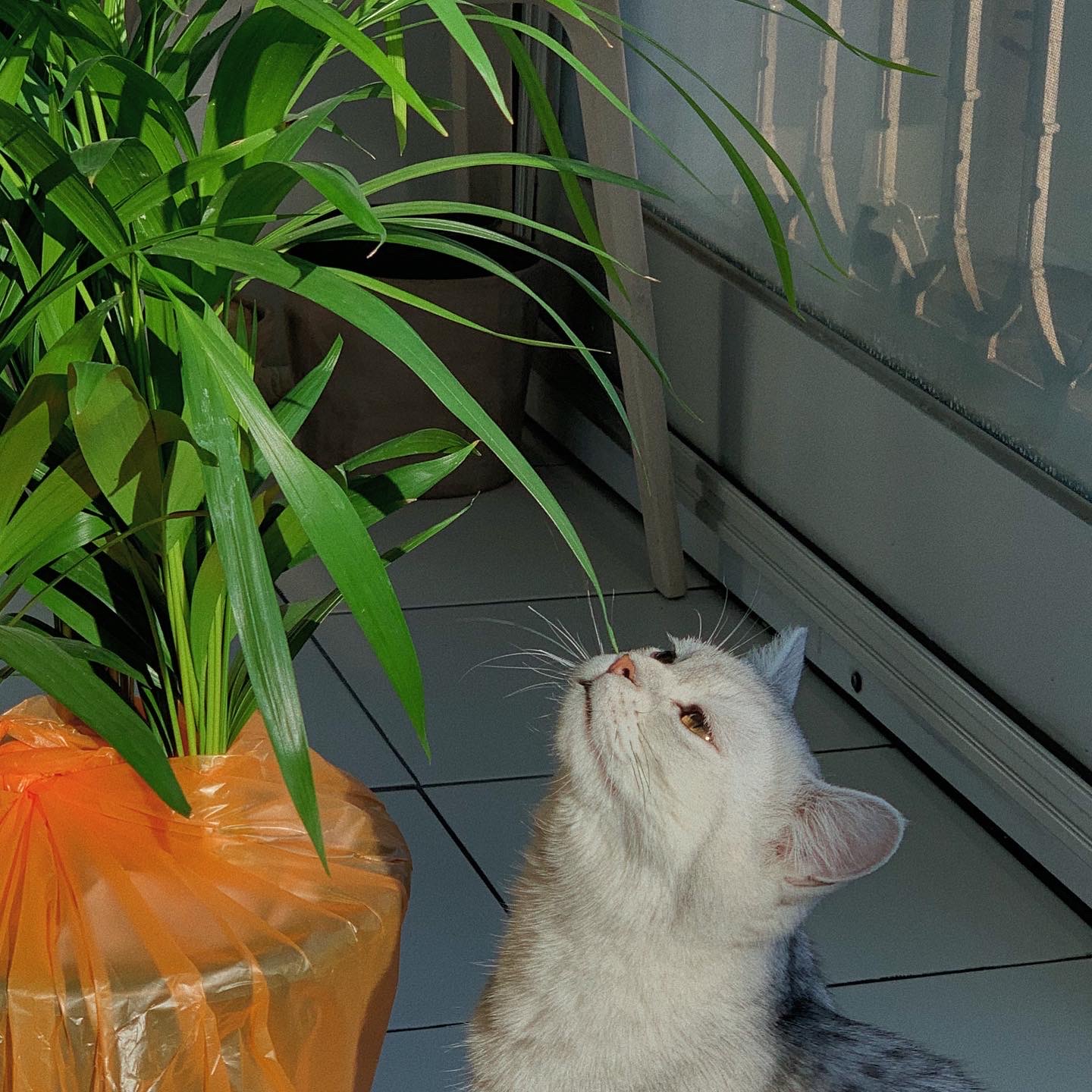 고양이와 함께 키우기 좋은 반려 식물 - 아레카 야자 Dypsis Lutescens
