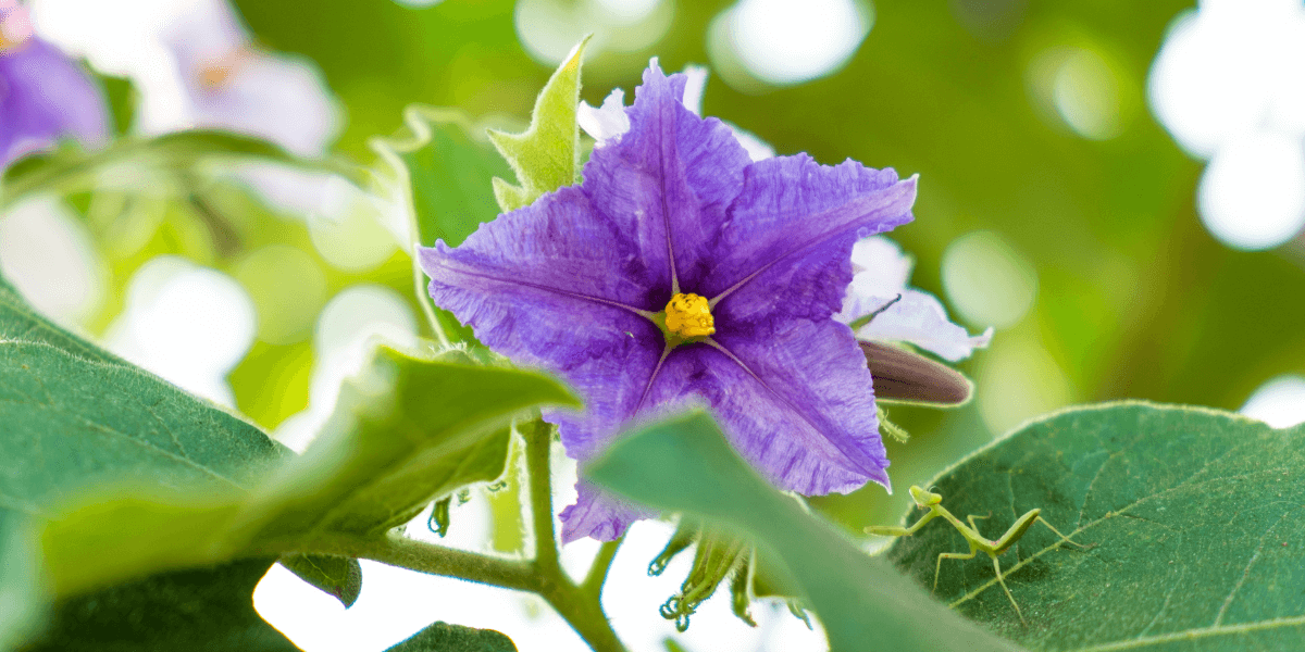 보라색 가지꽃이 피어있는 사진