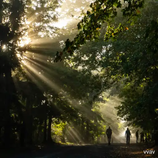 sunlight in the forest