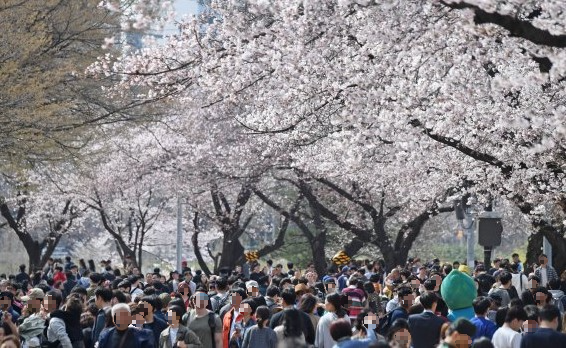 벚꽃축제-인파