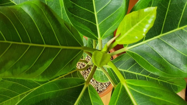 식물 인테리어로 뱅갈고무 나무 키우기 집에서 키우는 거실 반려 14