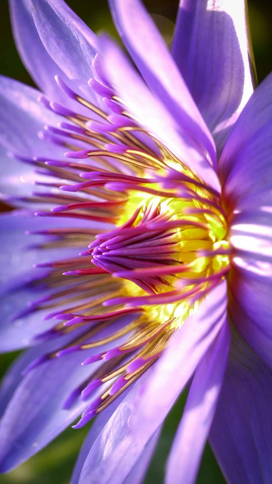 Lotus Flower iPhone Wallpaper