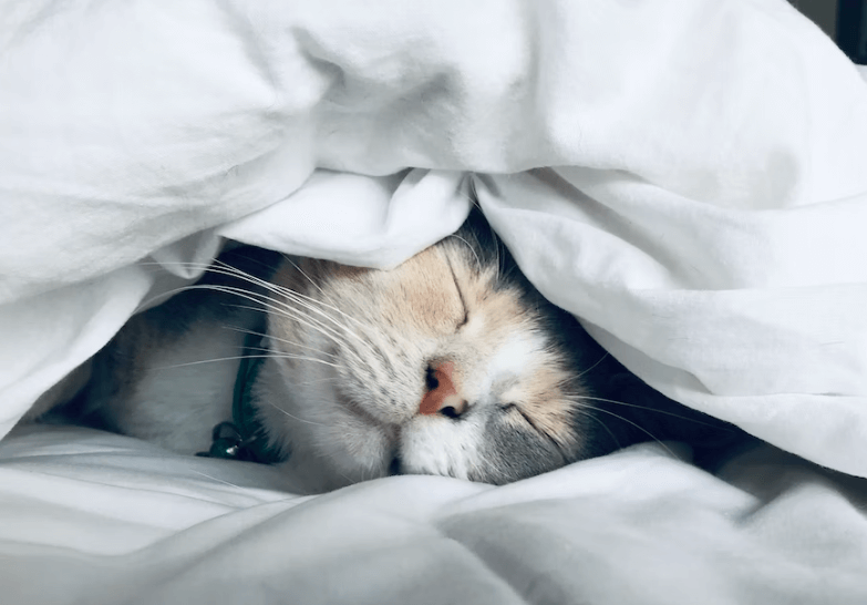 Sleeping cat