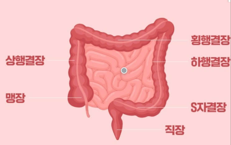 대장의 구조