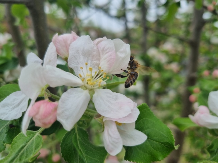 사과꽃과-꿀벌