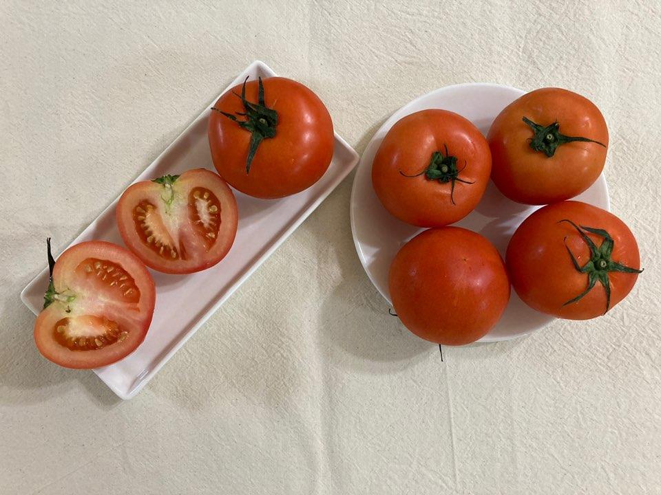  스테비아 토마토(토망고, 망고토마토) 내돈내산 후기!