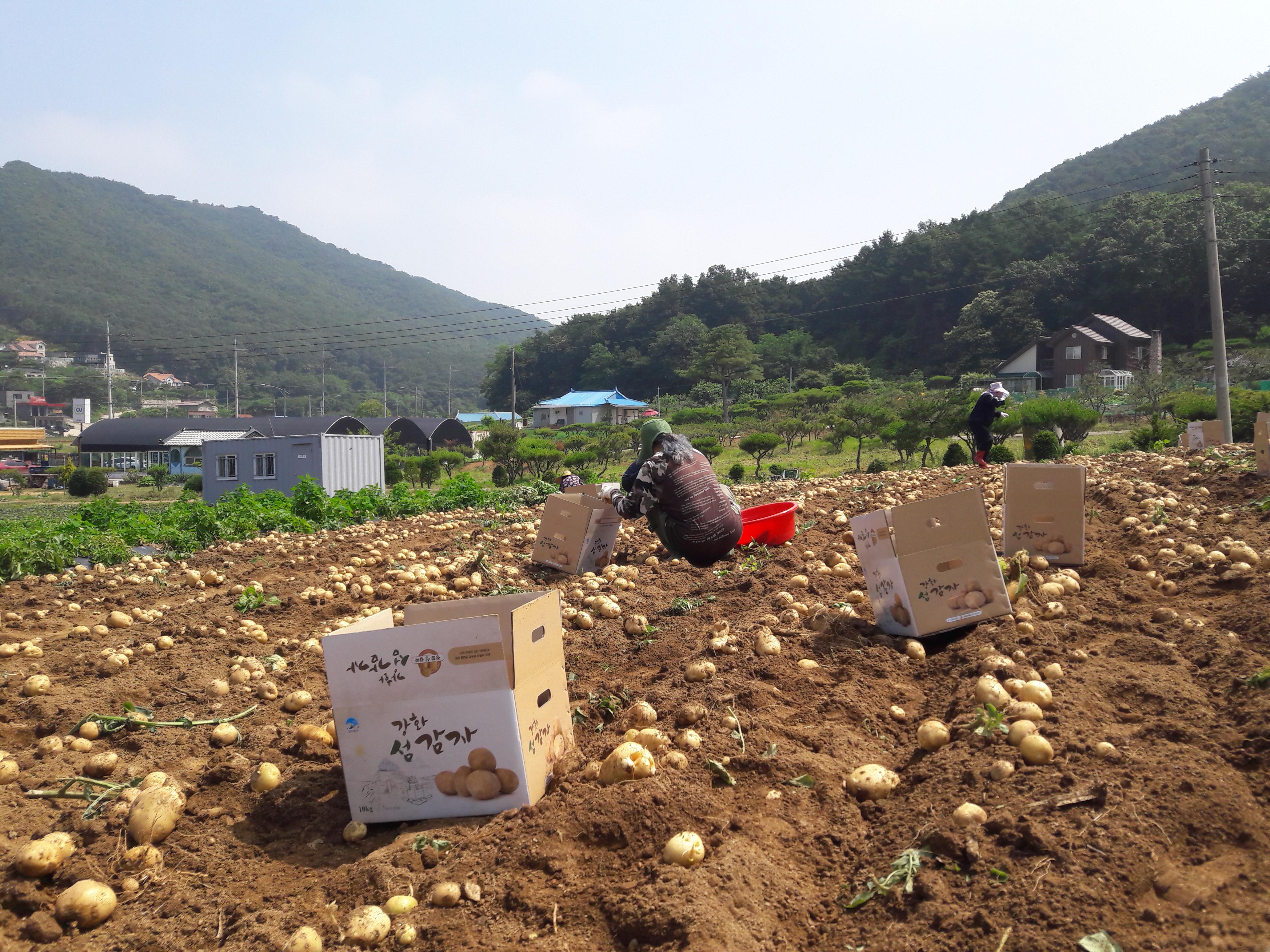  강화도 감자 시세