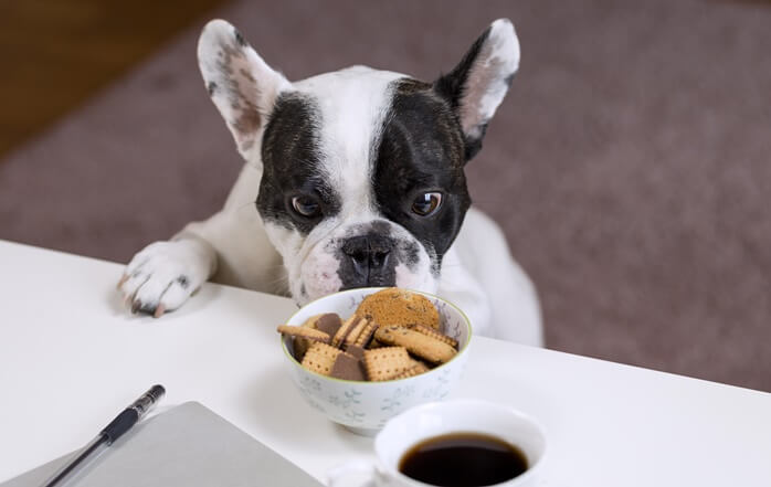 검은색과 흰색의 짧은 털을 가진 개가 그릇에 담긴 쿠키를 먹고 싶은 듯 쳐다보고 있는 모습