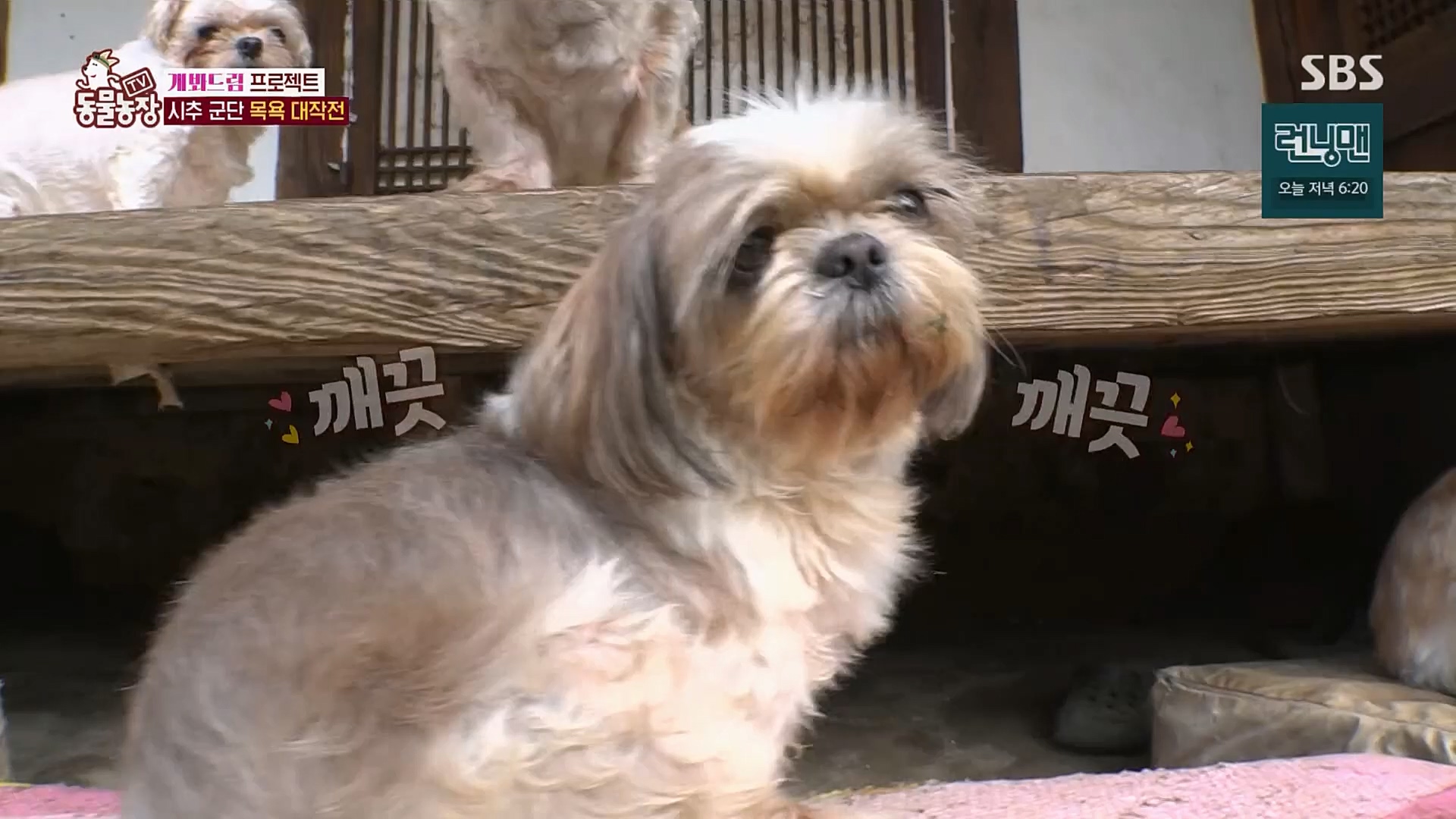 TV 동물농장.E1103.230108p.H264-F1RST.mp4_20230108_174648.806.jpg