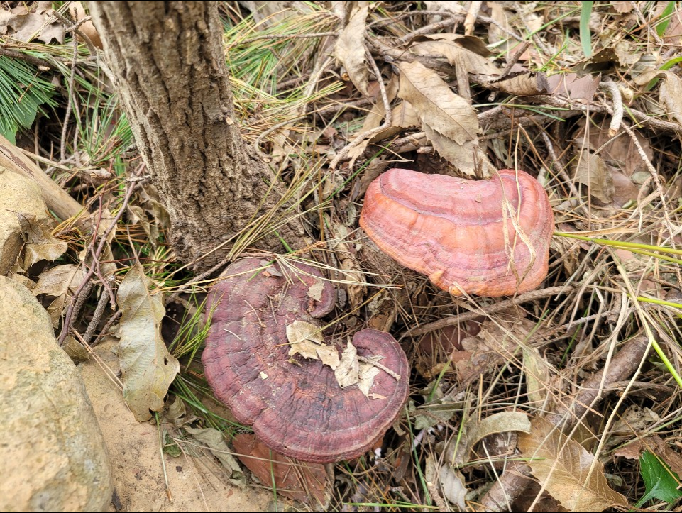 영지버섯 효능 및 부작용 2