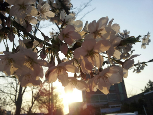 안양벚꽃 충훈부