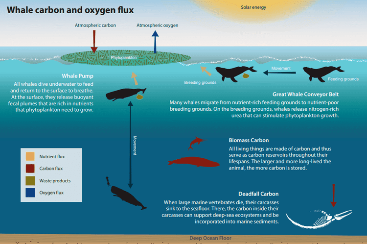 고래가 공기 중 이산화탄소를 감소하는데 중요한 동물인 이유